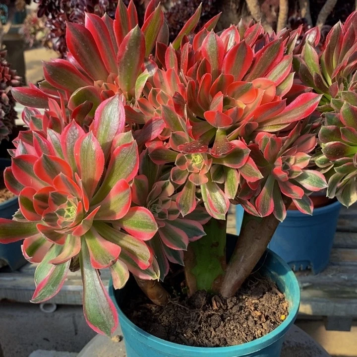 女神缀化多肉1颗