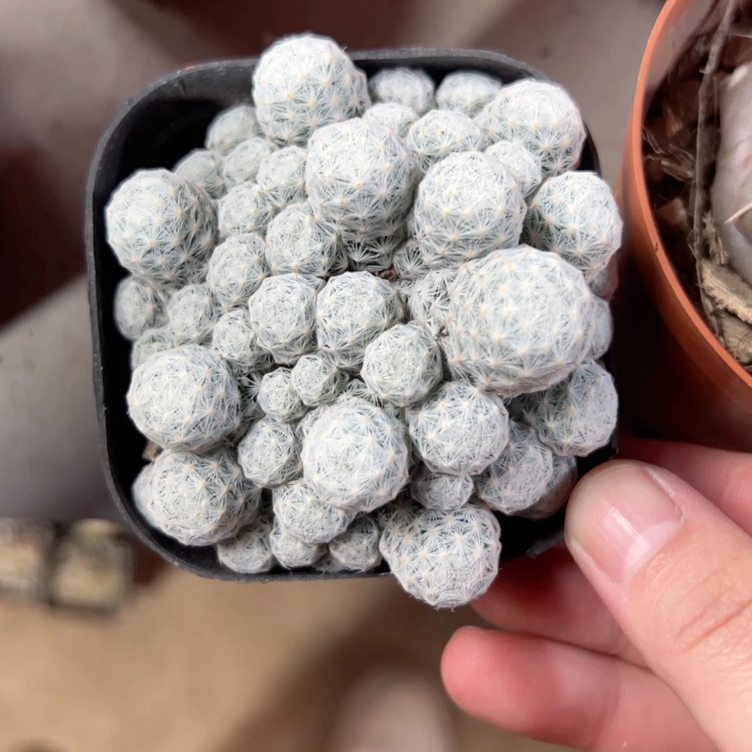 肉***敦哈哈哈哈哈哈哈哈哈哈