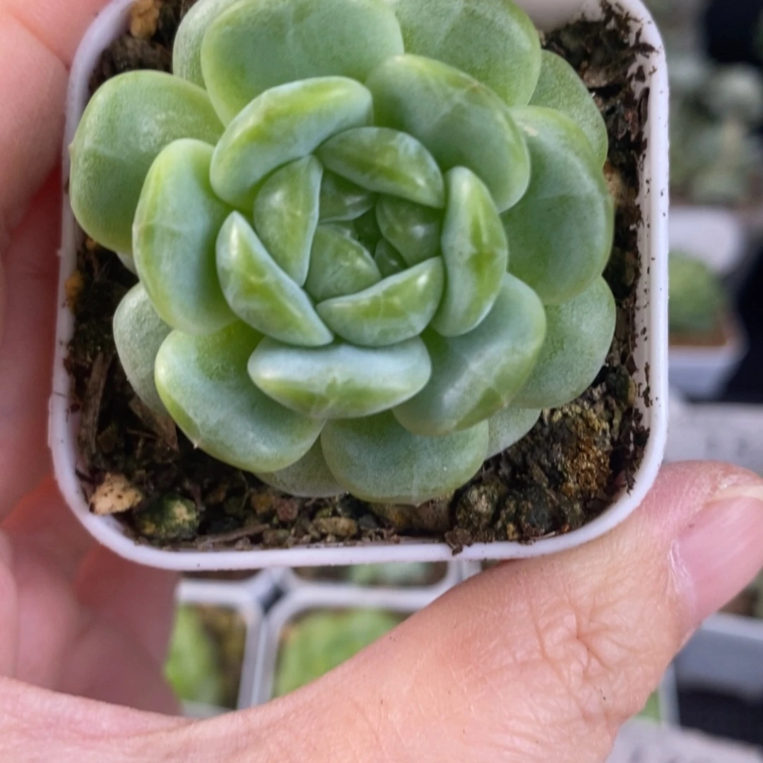 遥遥珍妮单头一颗137号