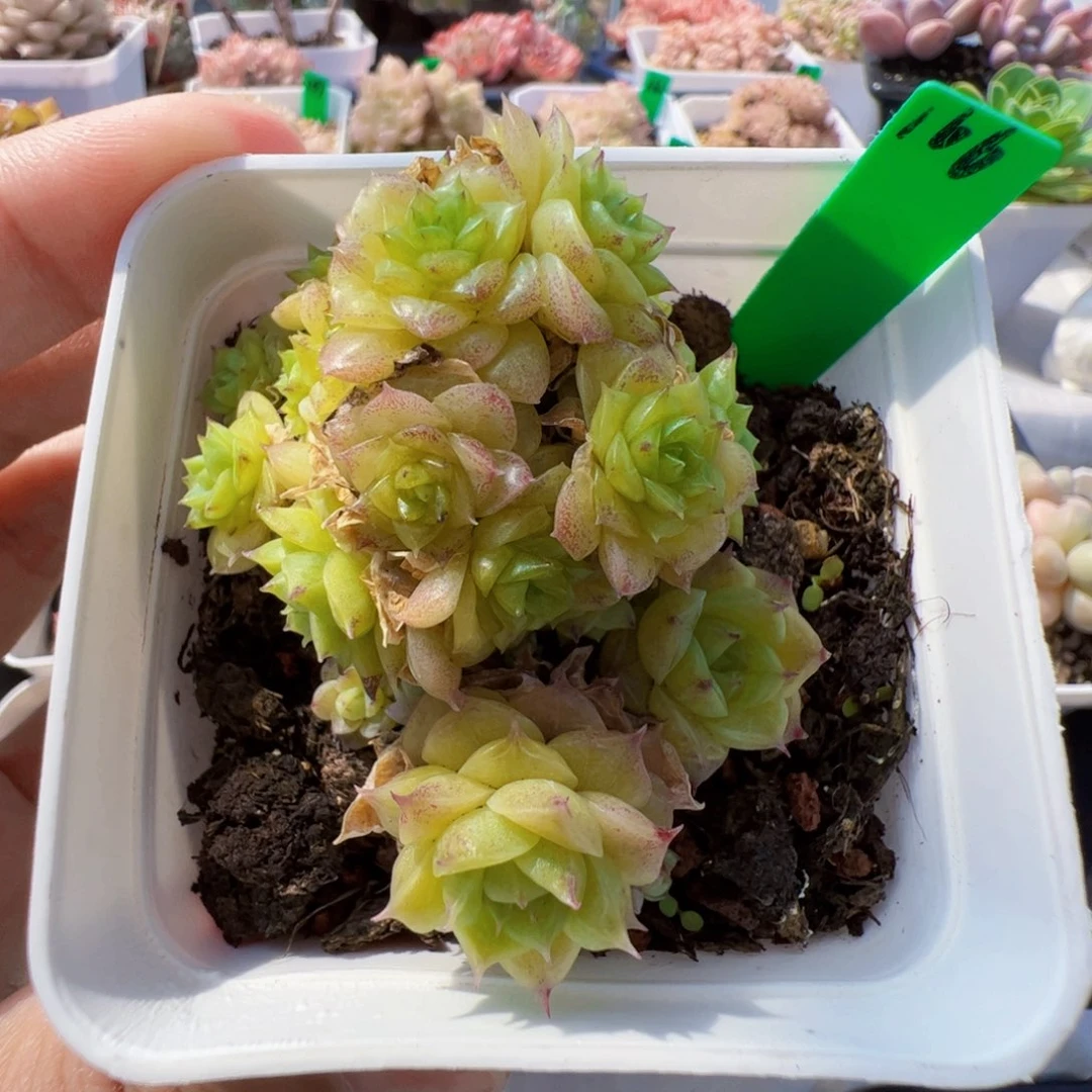 166 星宝精品多肉