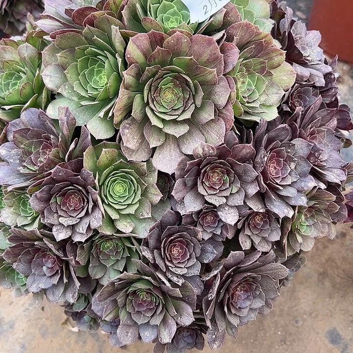 2.6-15花月夜多肉植物