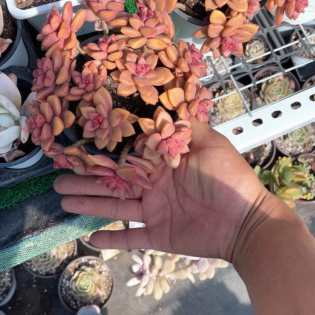 姬胧月散群带盆发货多肉