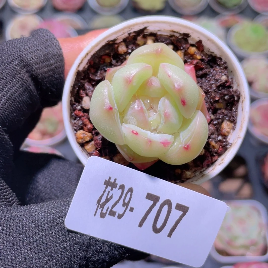 花利美29-707新品