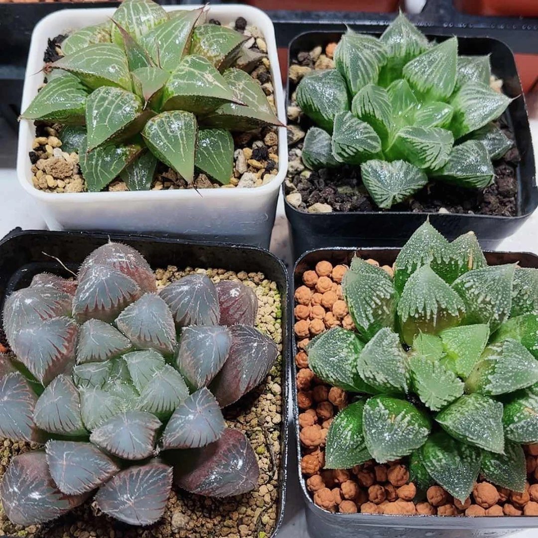 【闪购商品】霞**烂4颗多肉