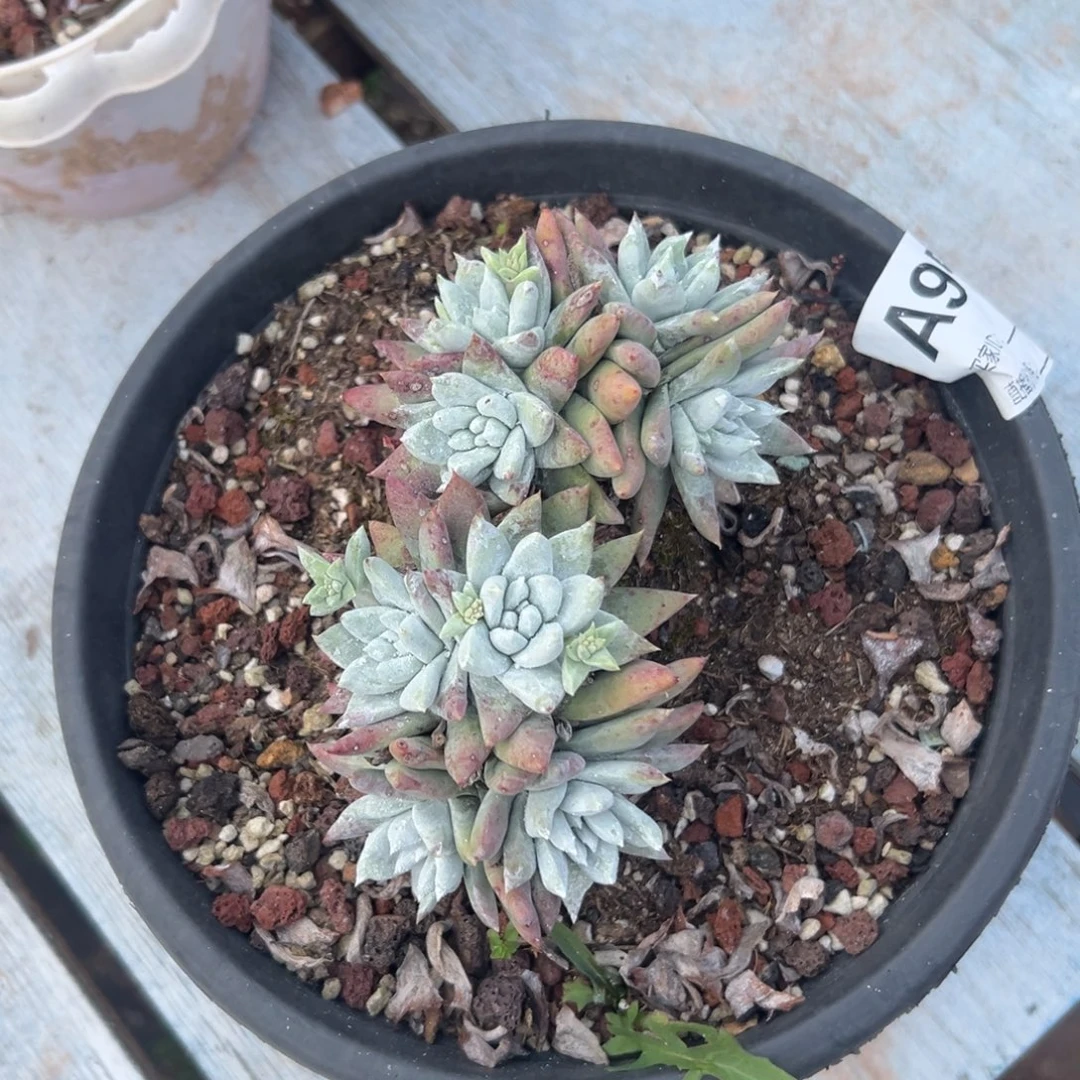 白雪～一物一拍957