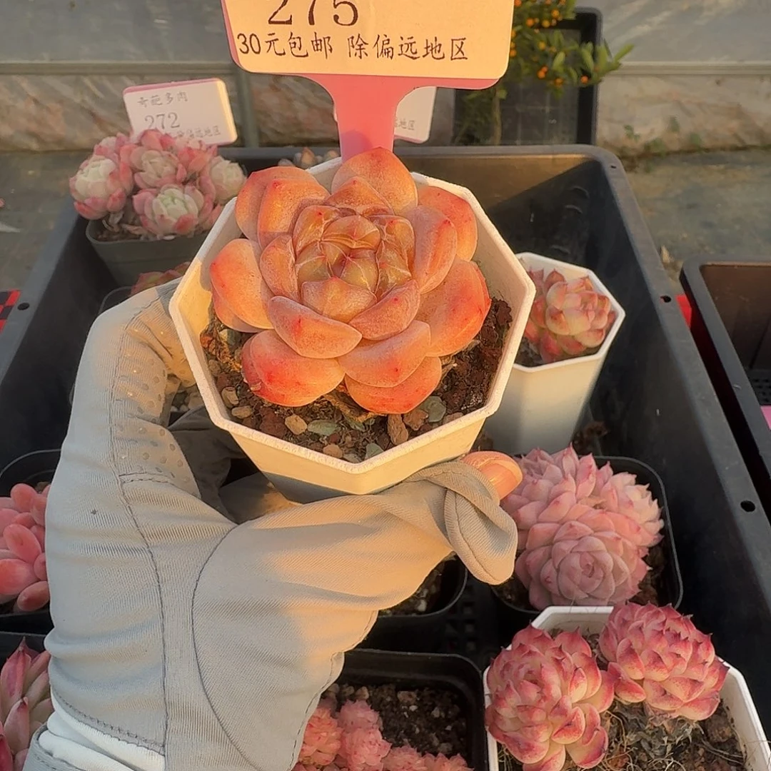 275 脱土 群生不包整 30元包邮非偏远