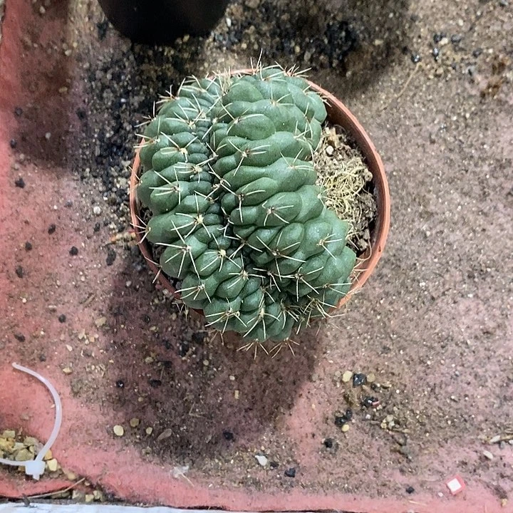 ?**?绯花玉仙人球仙人掌