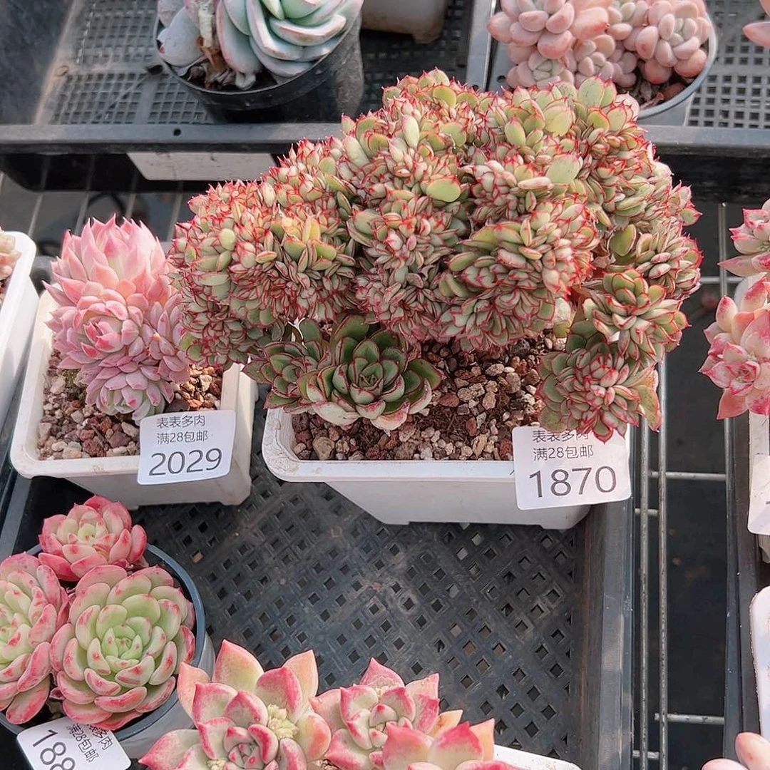 *️****多肉一物一拍1870