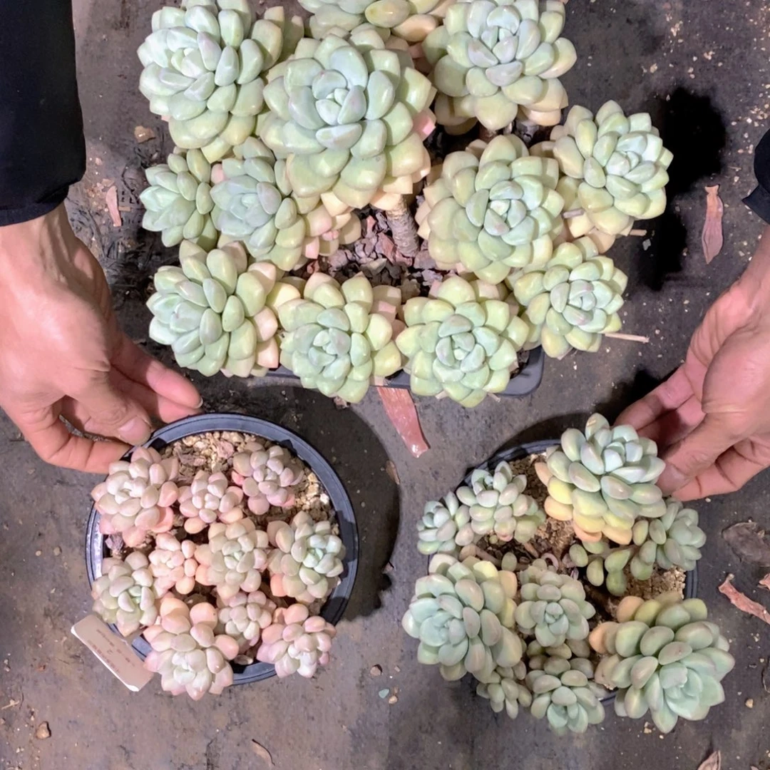 火***鸟泡泡糖多肉植物老桩