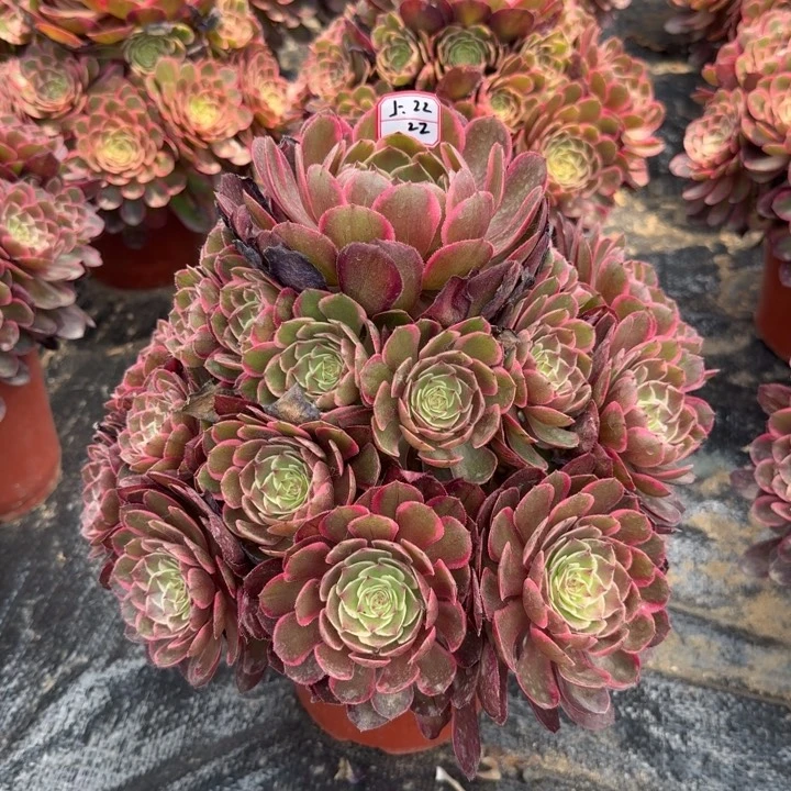 丽*粉花夭多肉植物22