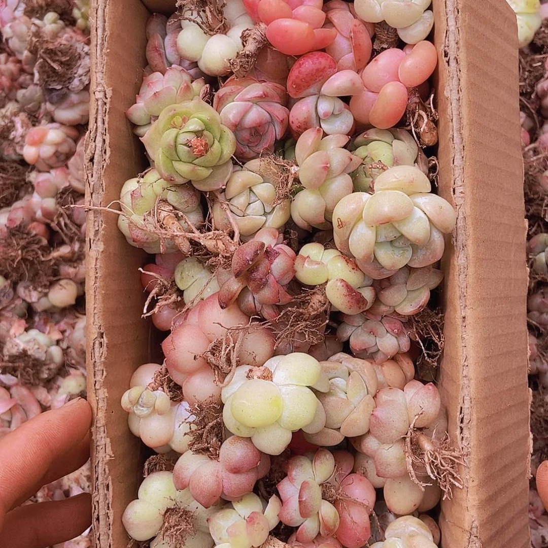 000000000000002量拍保底50颗