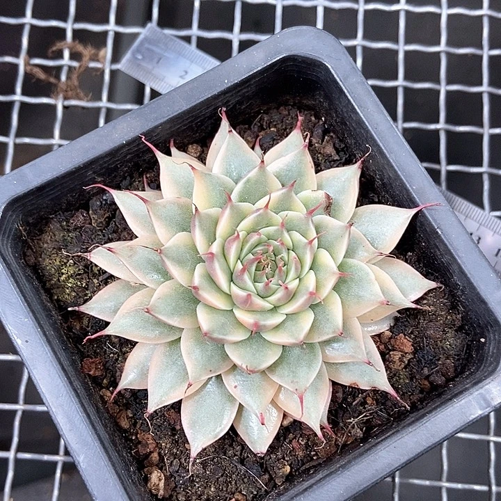 特价银星锦多肉植物