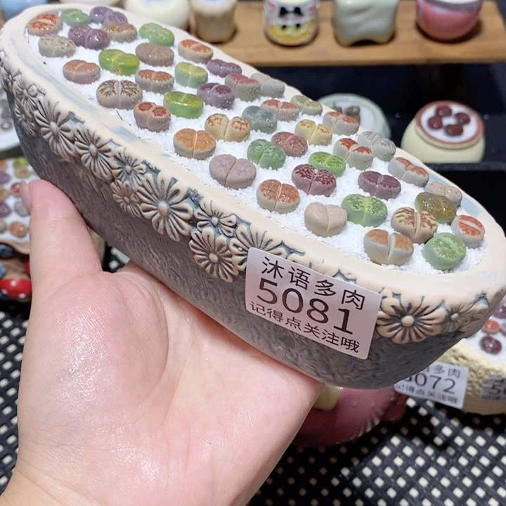 带盆土植物 一物一拍5081