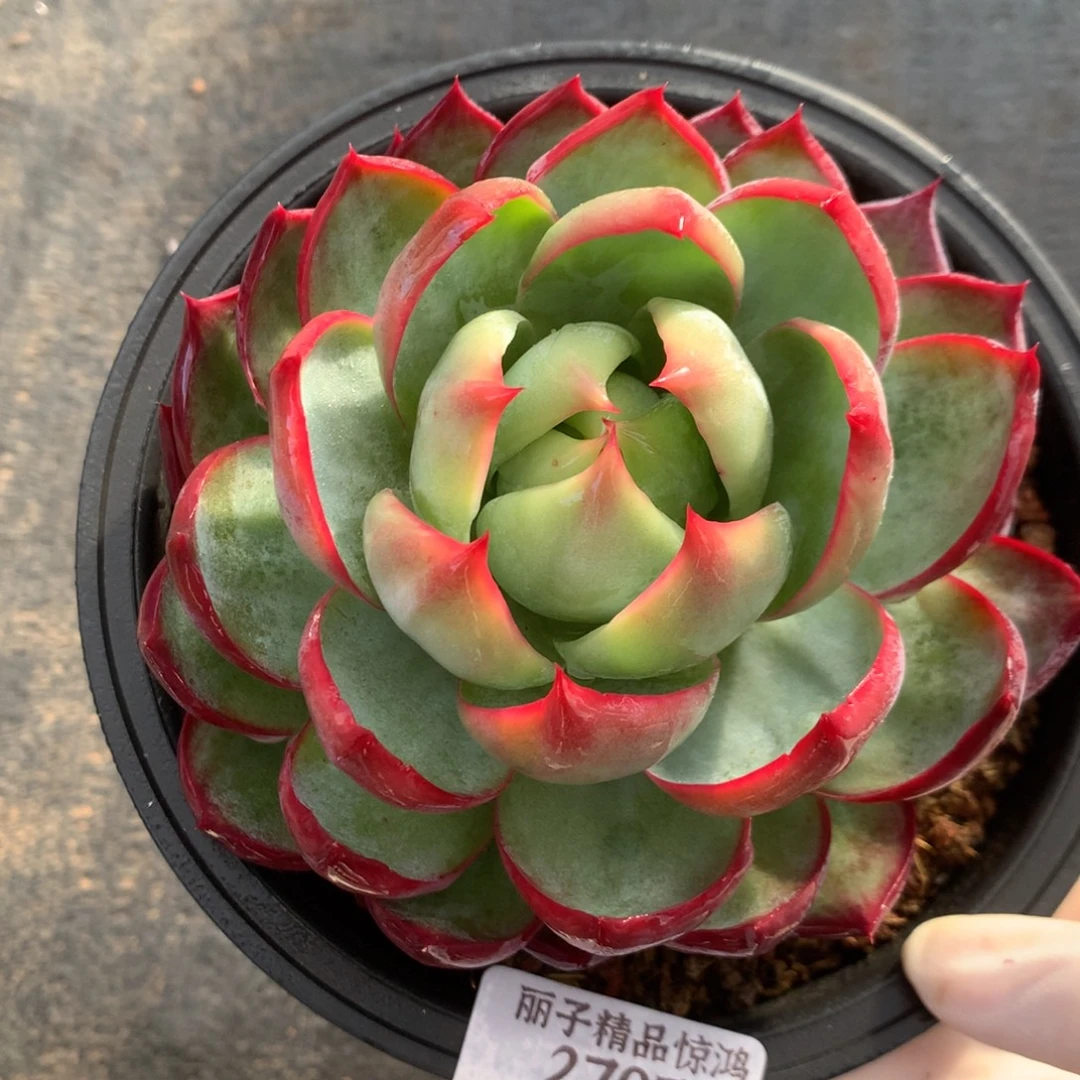 2707号多肉12厘米