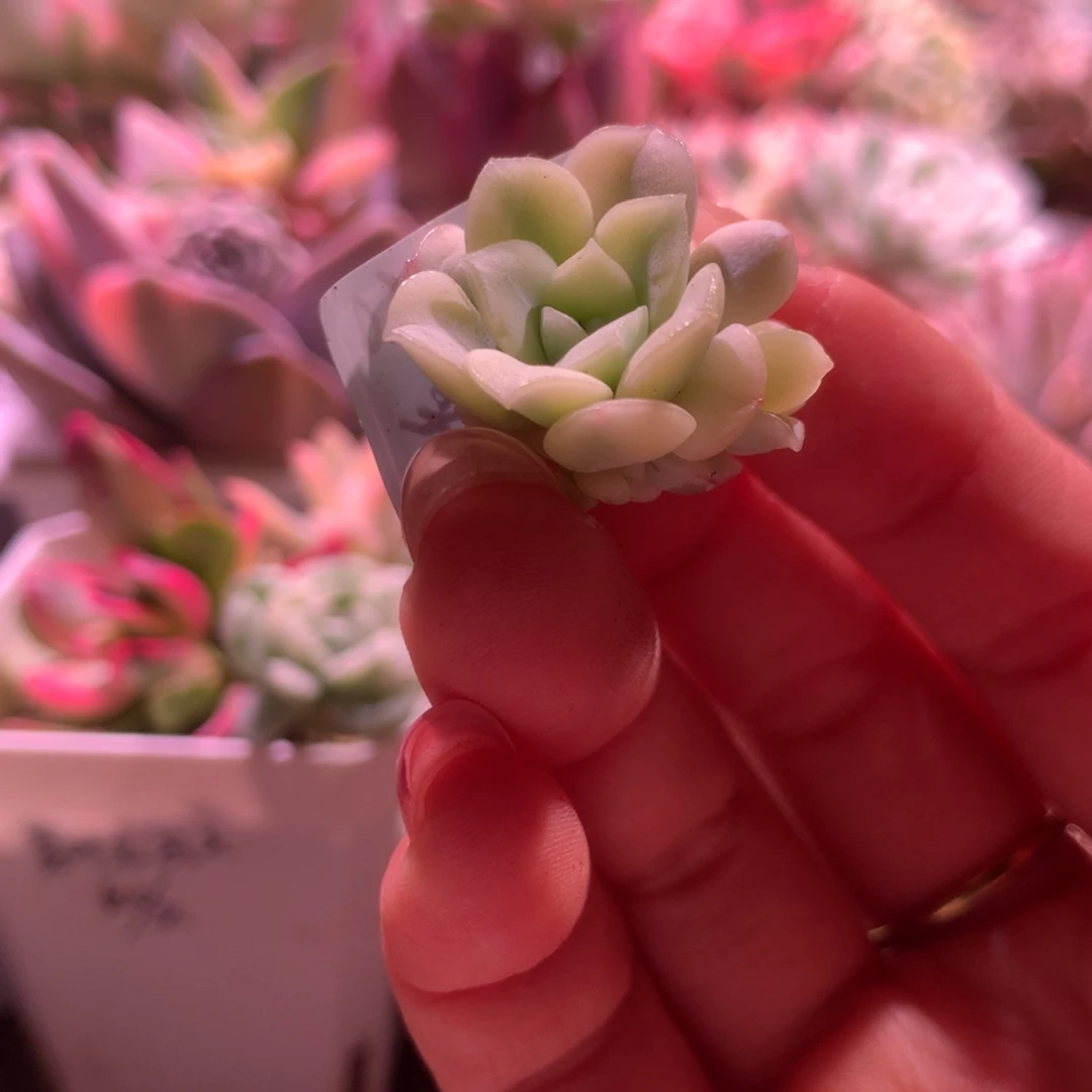 026覆轮锦砍头带侧芽