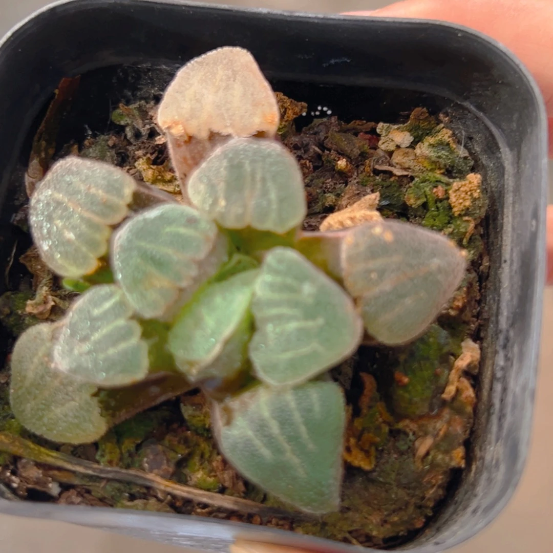 青瓷玉露多肉多肉1