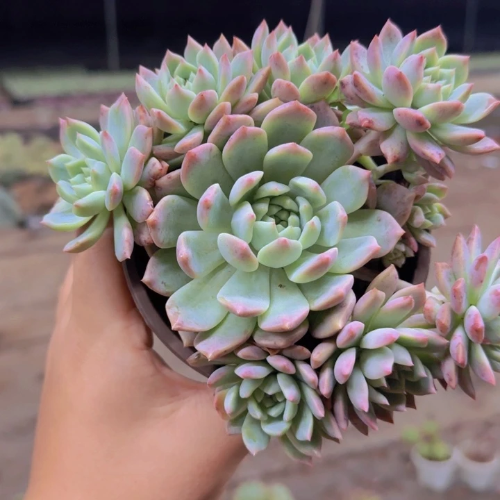 霜花手捧整装老桩
