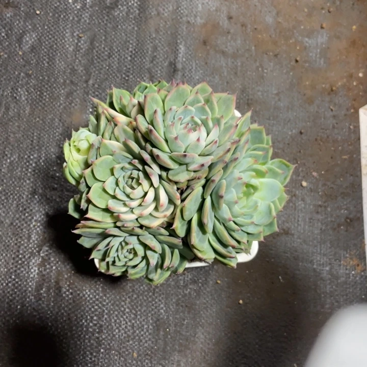 逾***梓2 满19.5包邮脱土发货