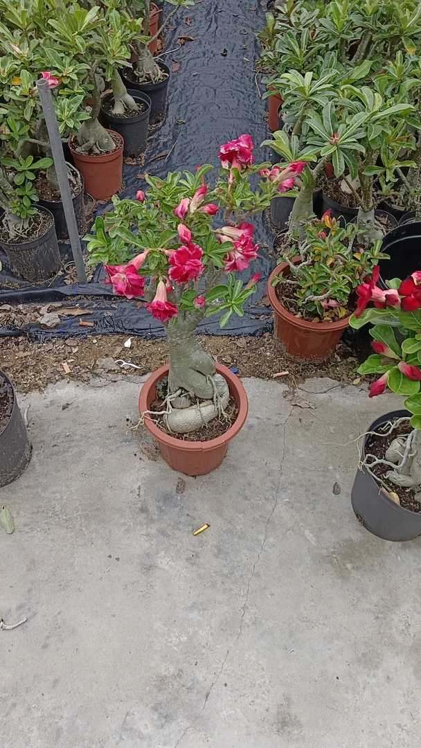 21盆规格沙漠玫瑰偏远地区加运费