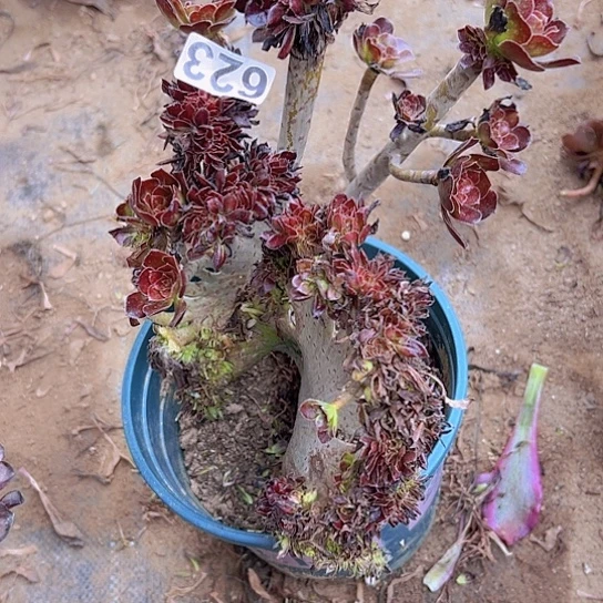 用***0多肉植物一个法师