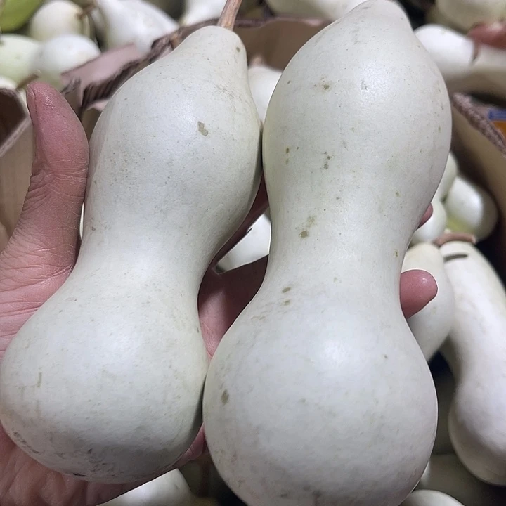 大果紫檀（缅甸花梨）老*