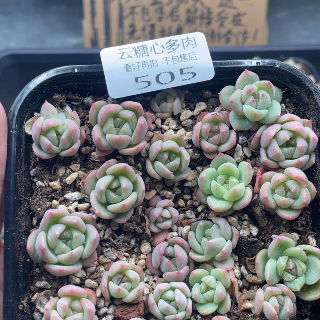云糖心多肉植物505