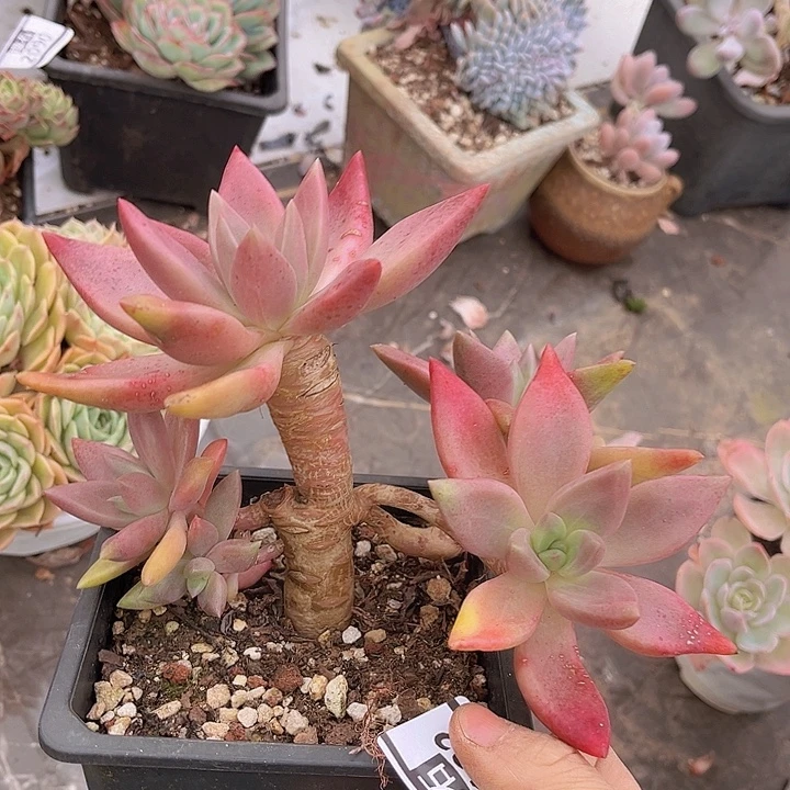 桃花源22132多肉植物