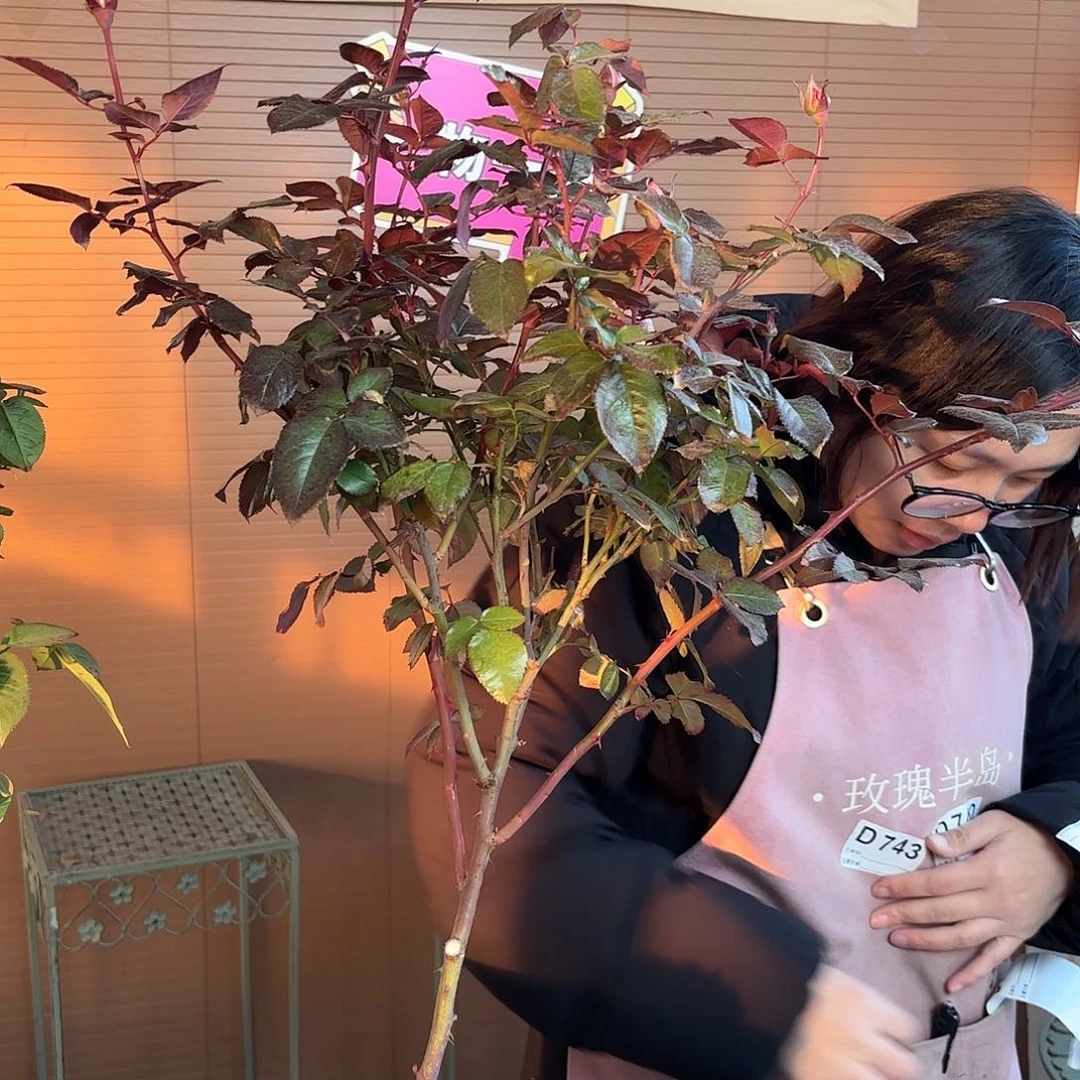 佑***子法花3加仑根接苗子