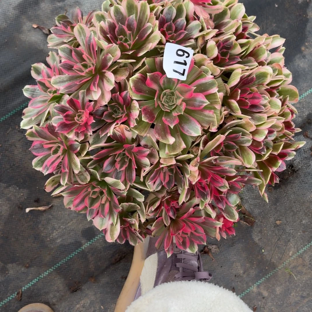 617大花样年华多肉植物福利