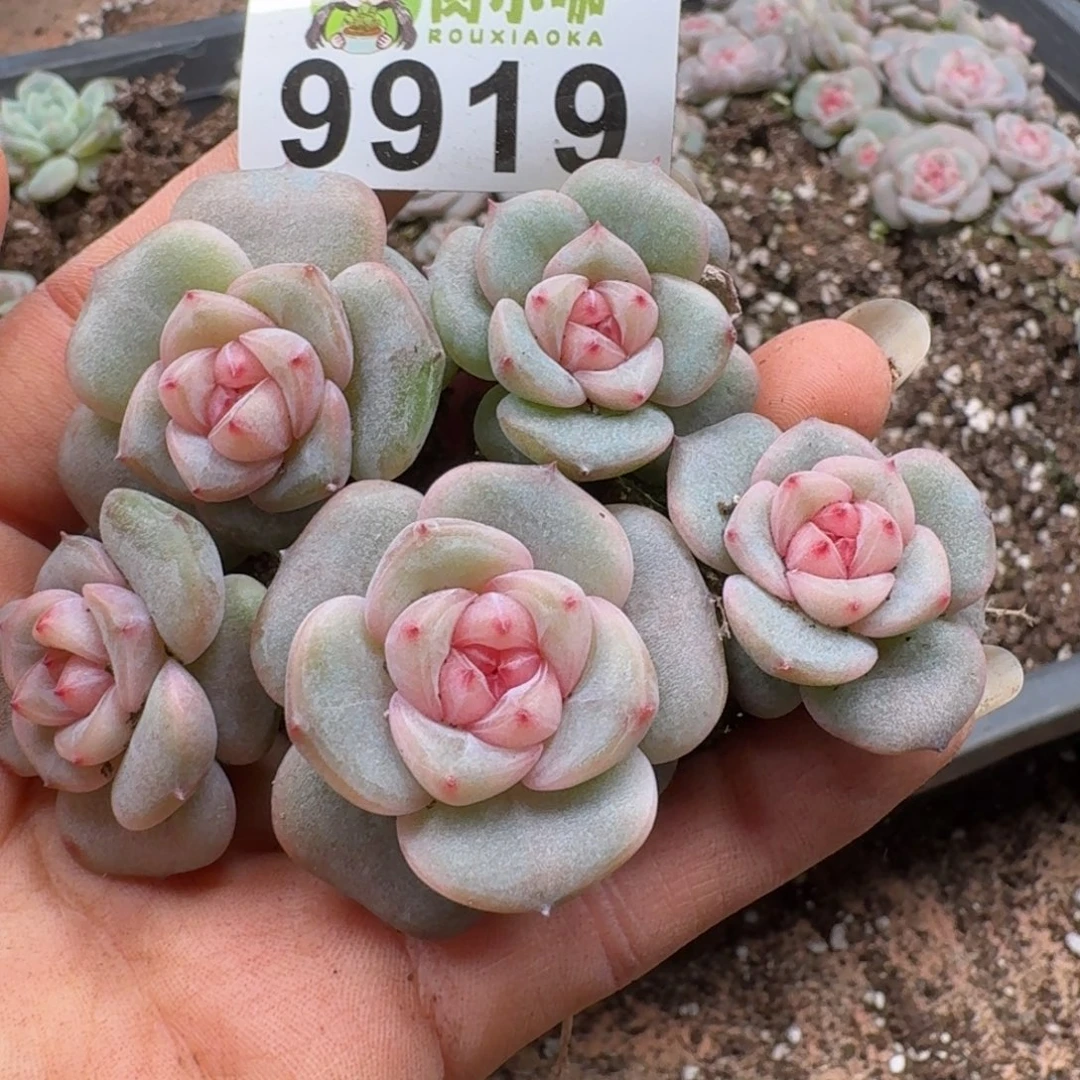 多肉植物多肉植物