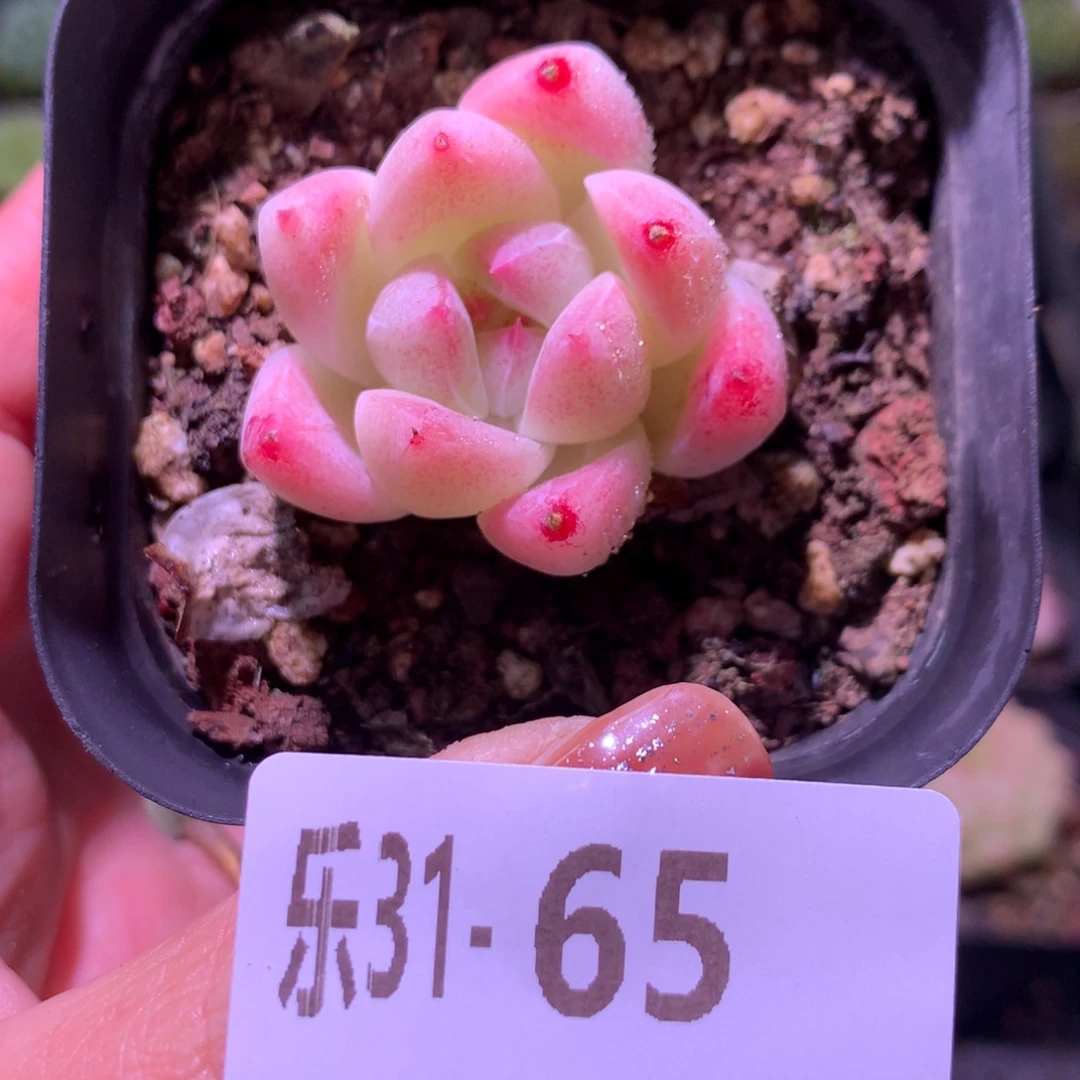 乐然31-65 阿月拉冰山