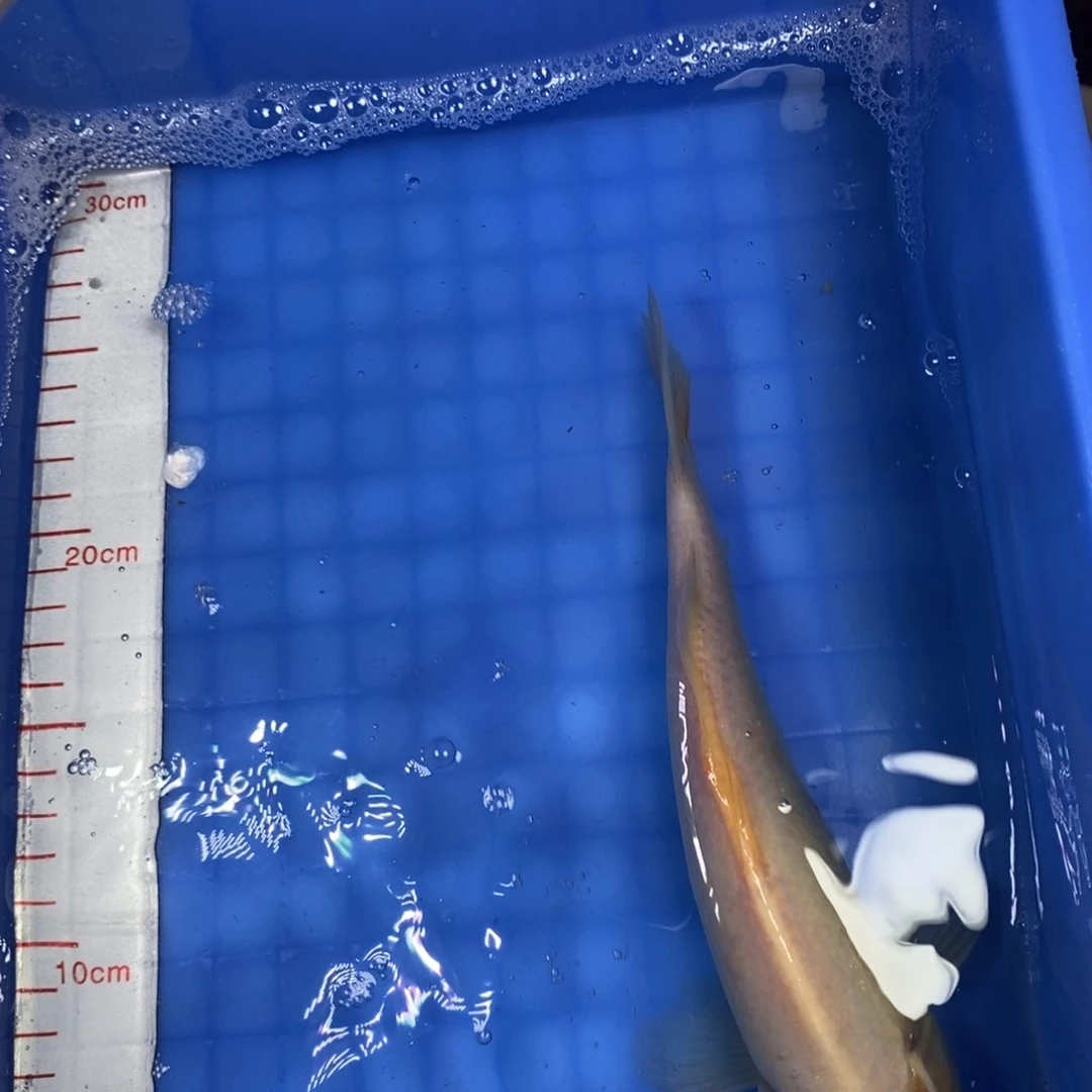 锦鲤冷水锦鲤包邮