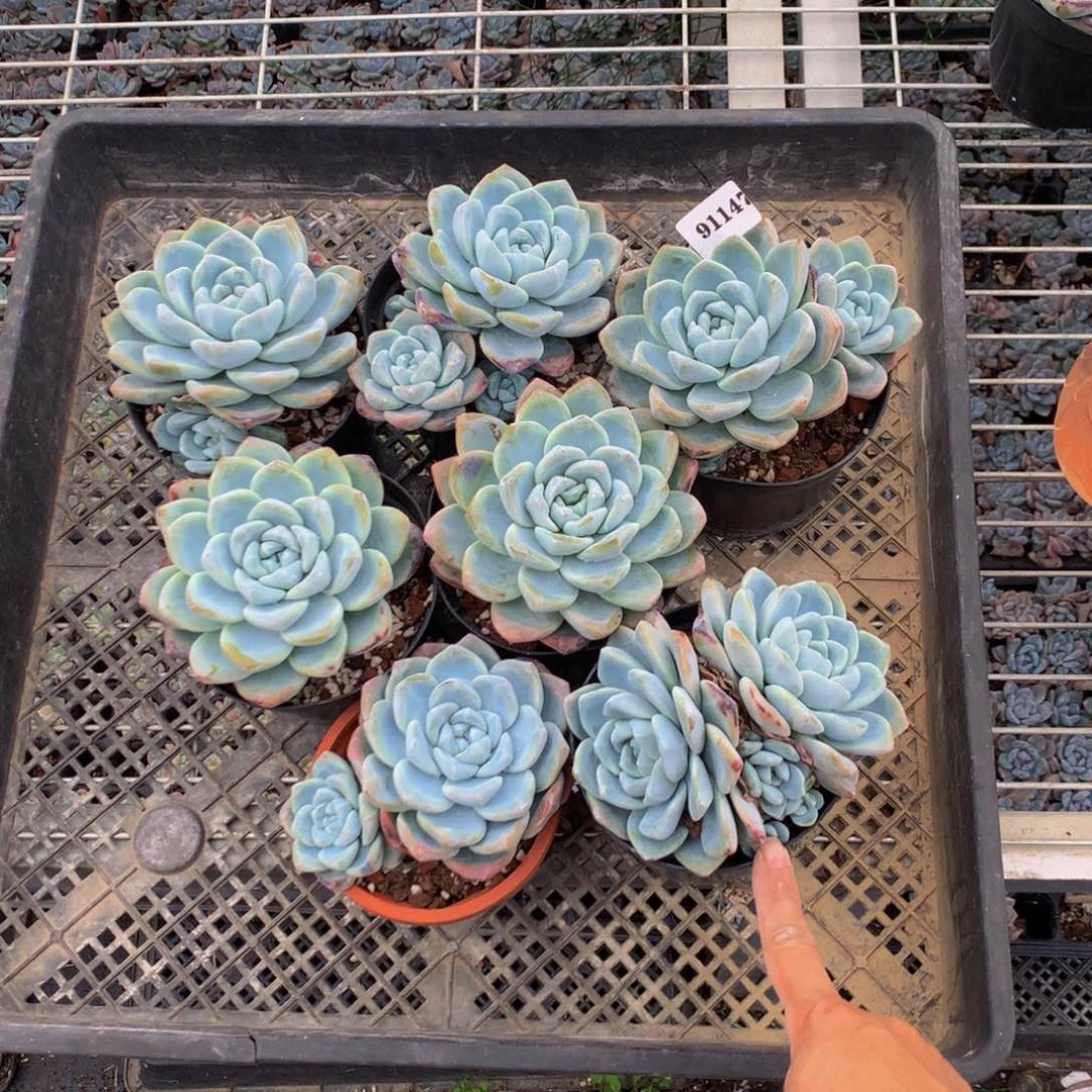 三***峡91147嗯嗯嗯嗯嗯好喜欢你