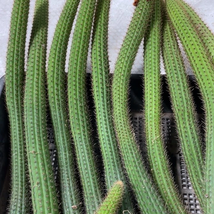 彩舞柱自根金妞30公分