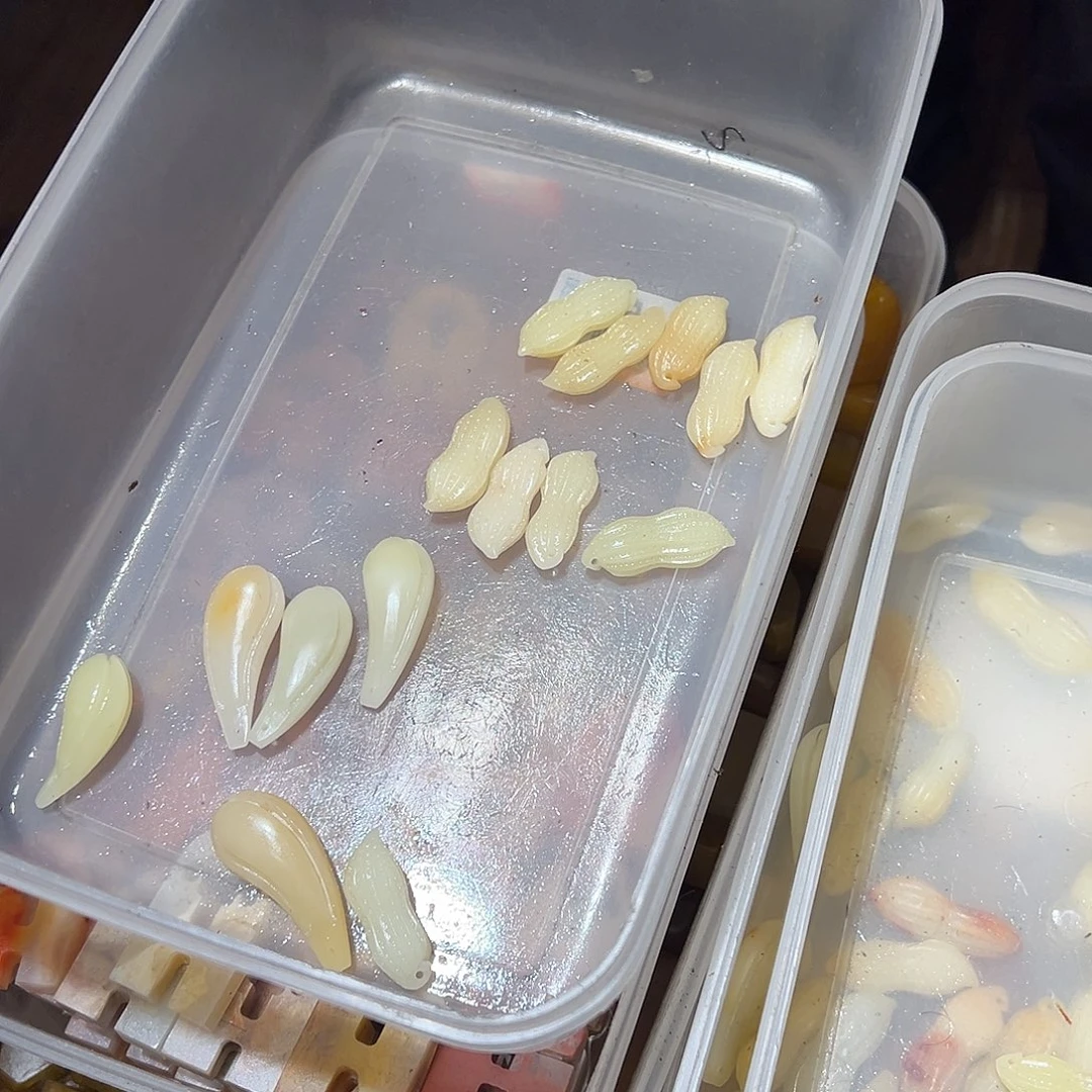 寿山石月寿山石批发15个