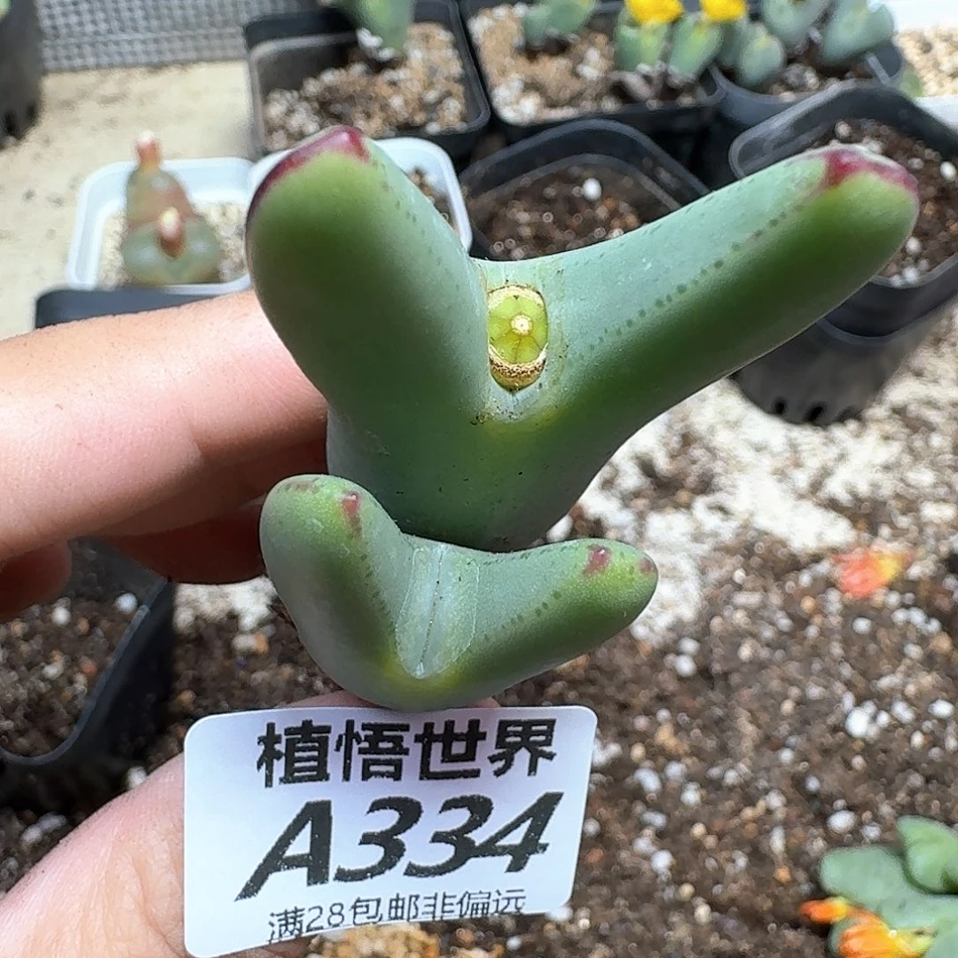 多肉植物的人生fgb