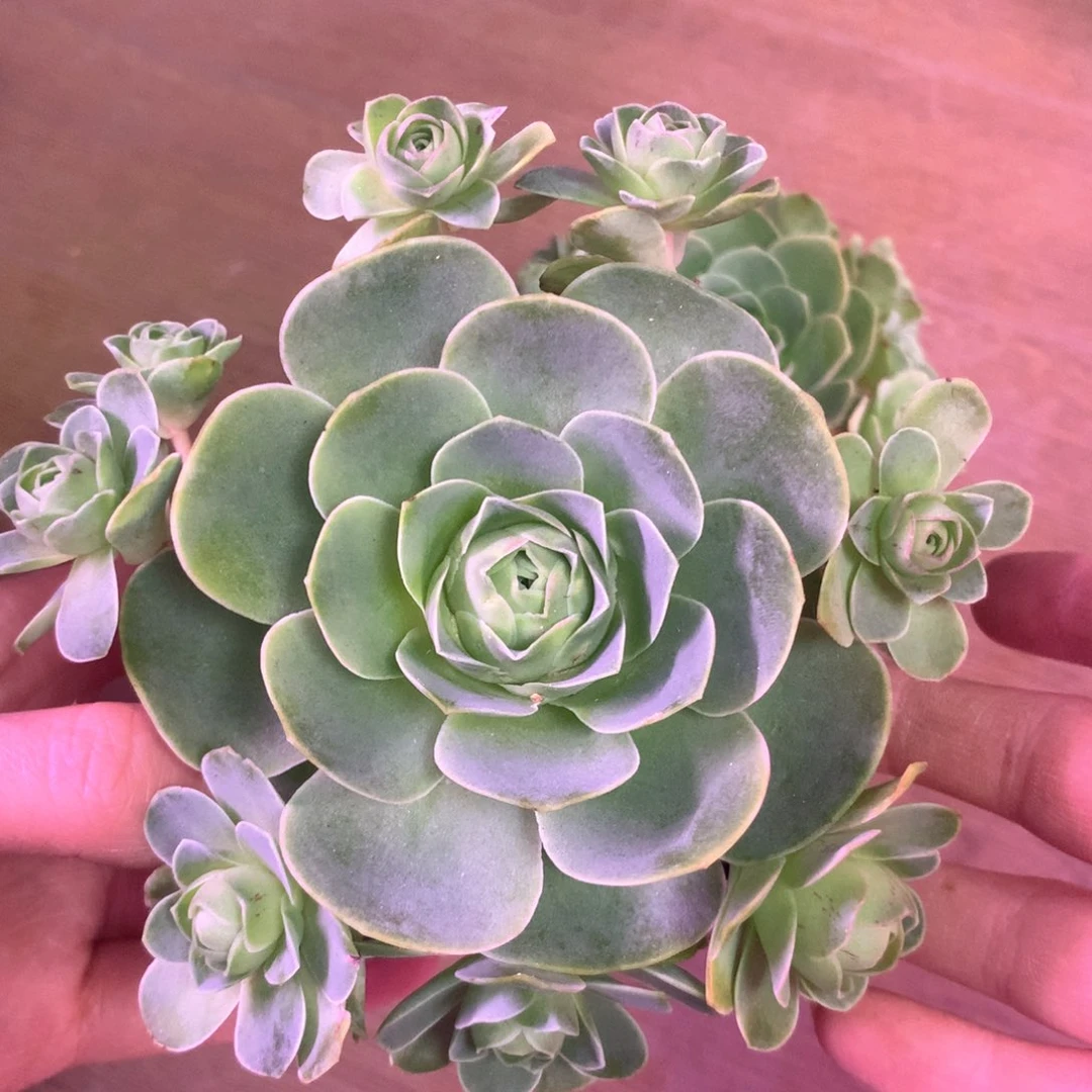 一物一拍粉红舞鞋039