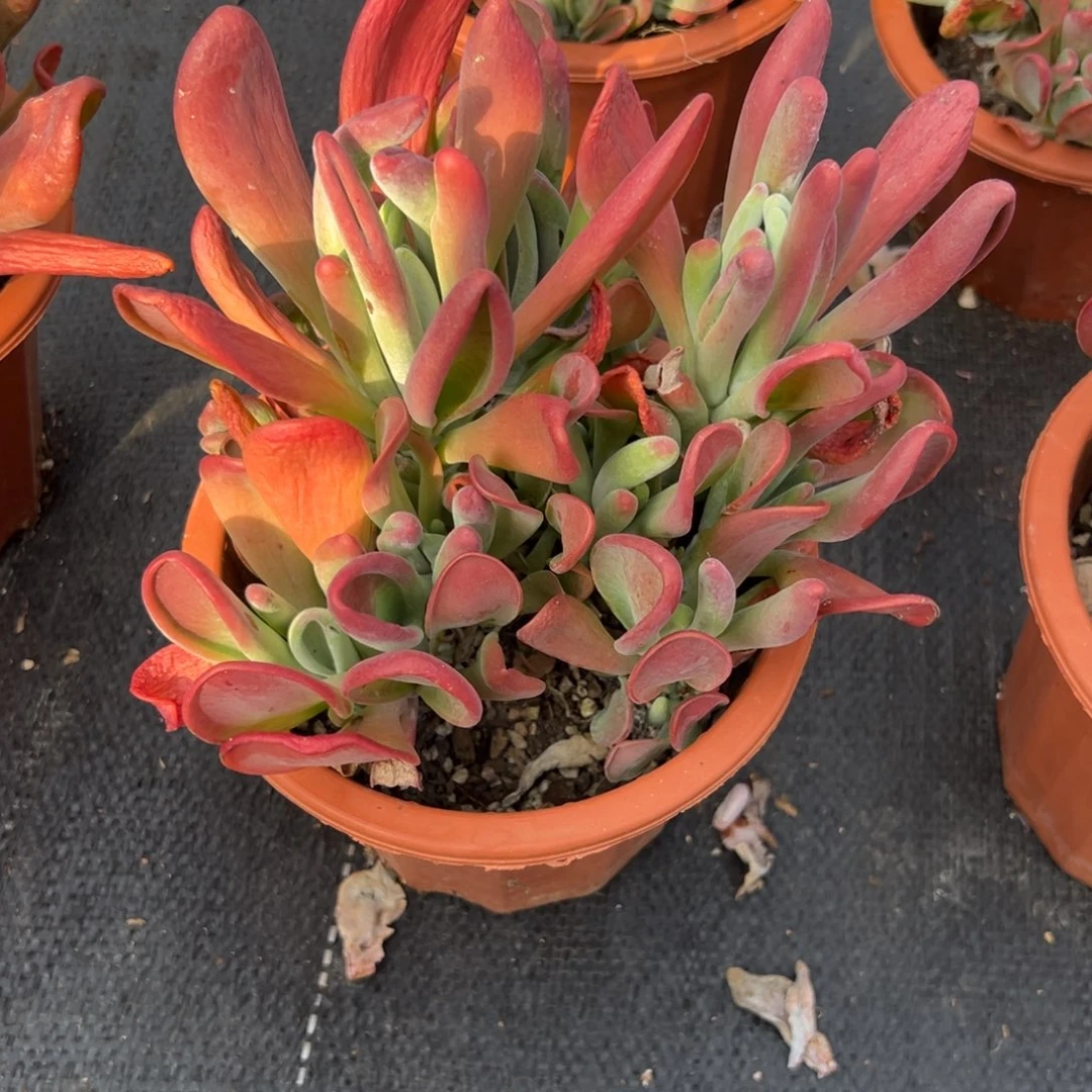 多肉植物大群火狐狸