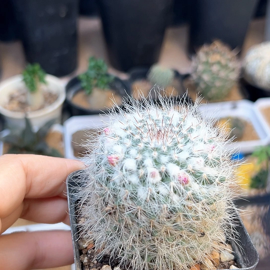 长毛穴原玉翁实生