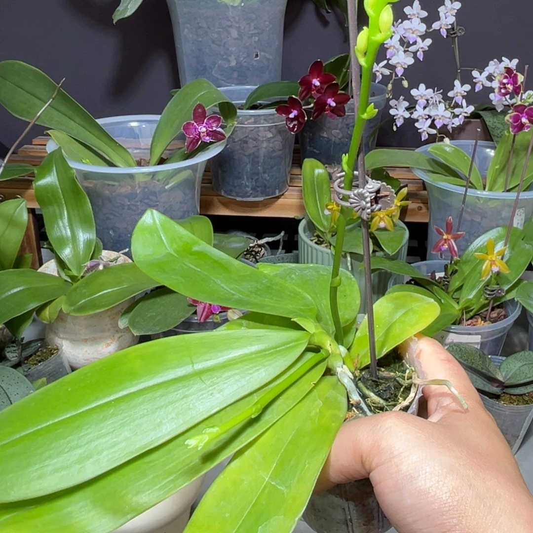 莫***熙大部分开放少量花苞