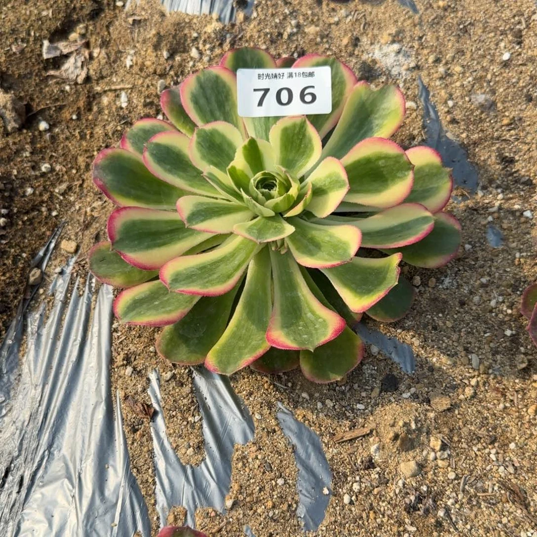 微***笑706海棠到春天。多肉植物