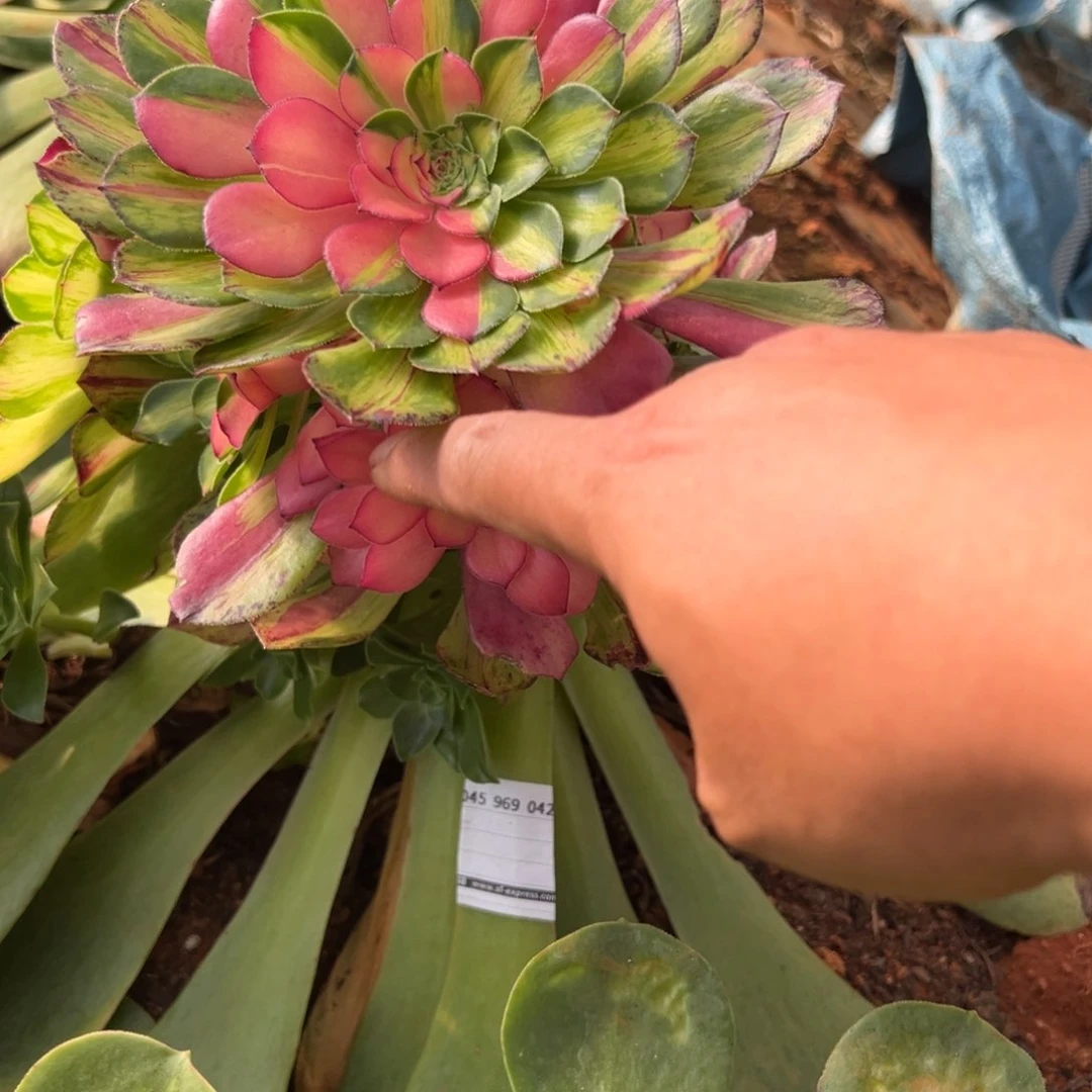 精品多肉植物153