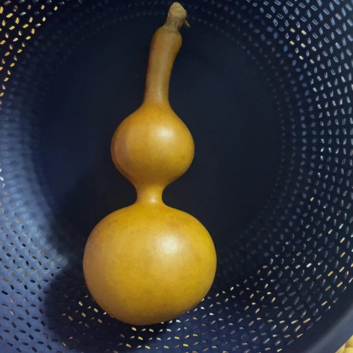 21号 花皮老皮三庭响籽