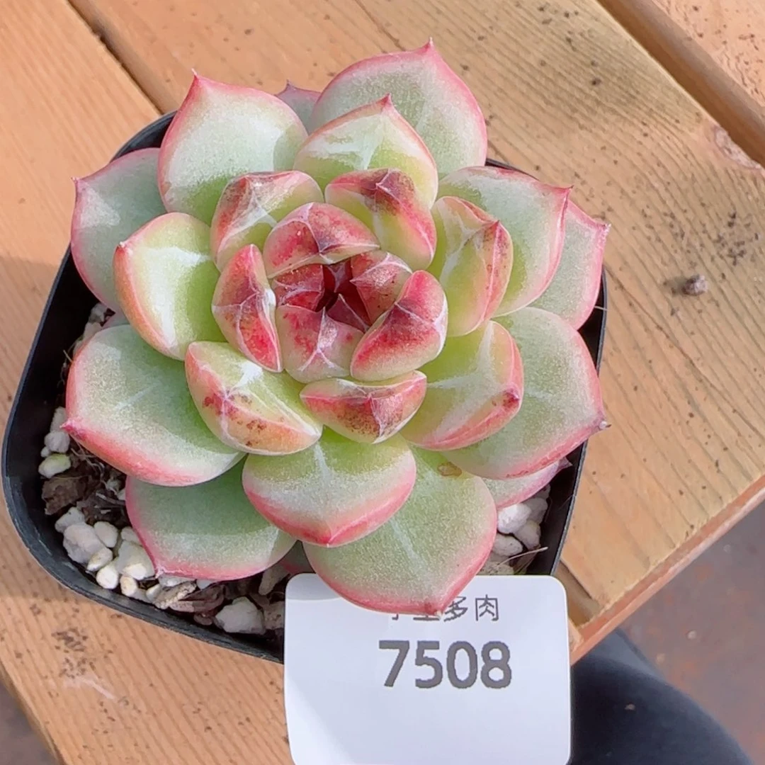新品，乌云，7508多肉植物