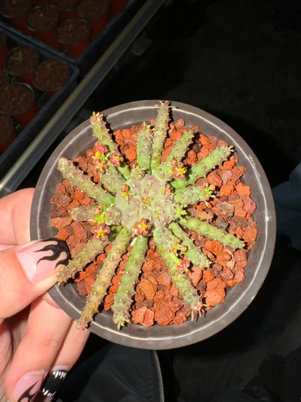 多肉植物多肉植物