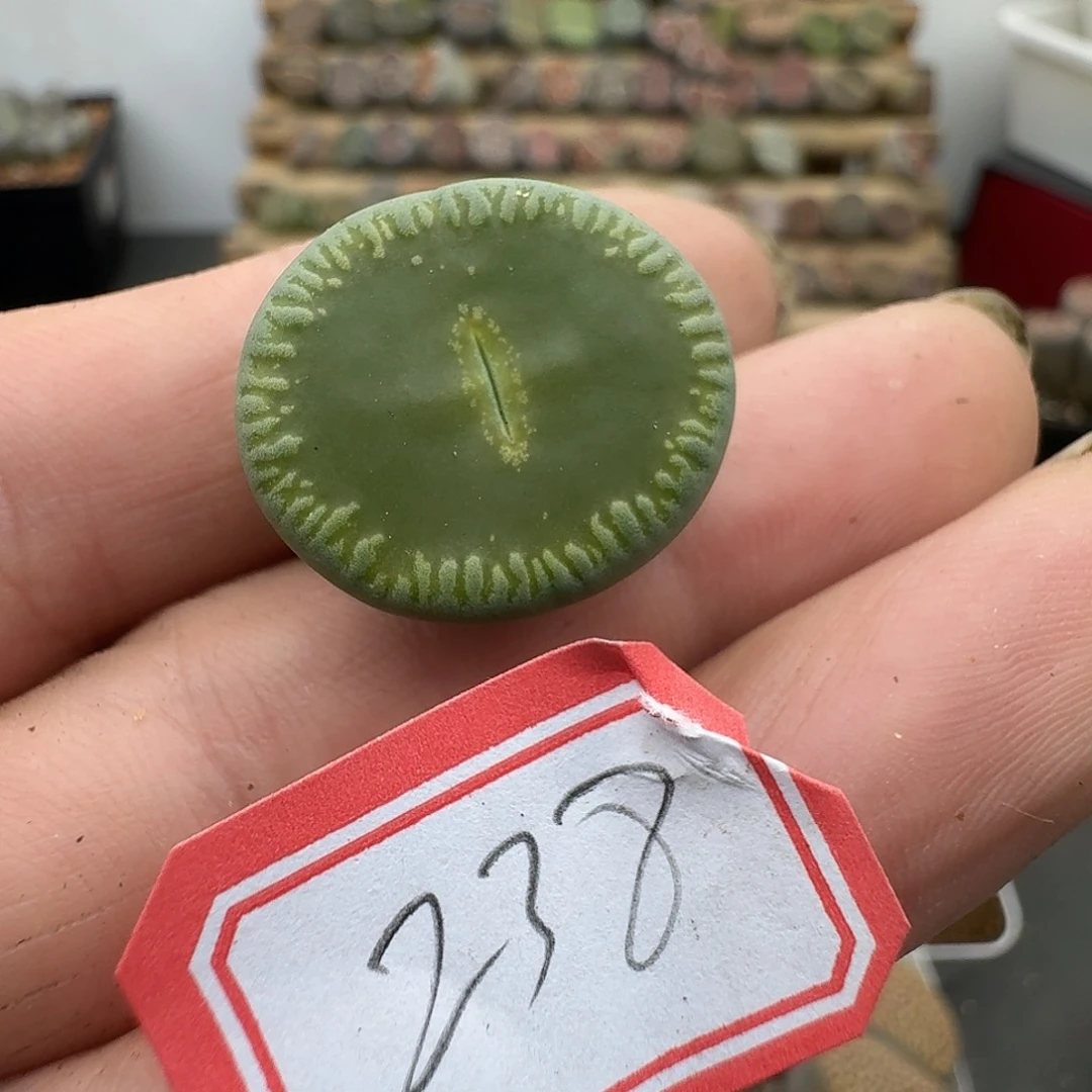 238多肉哈哈哈哈哈哈哈