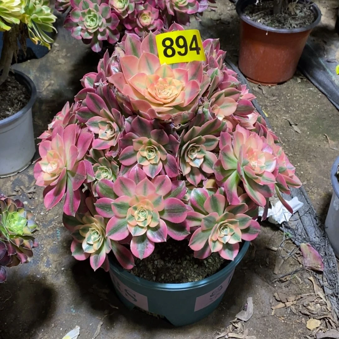 粉女巫多肉法师894