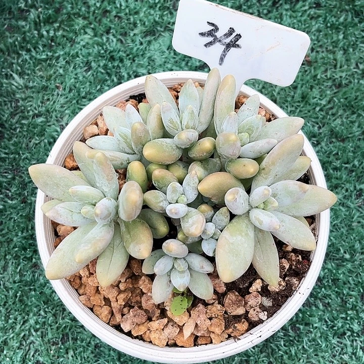 白兰地34号码牌子的话题