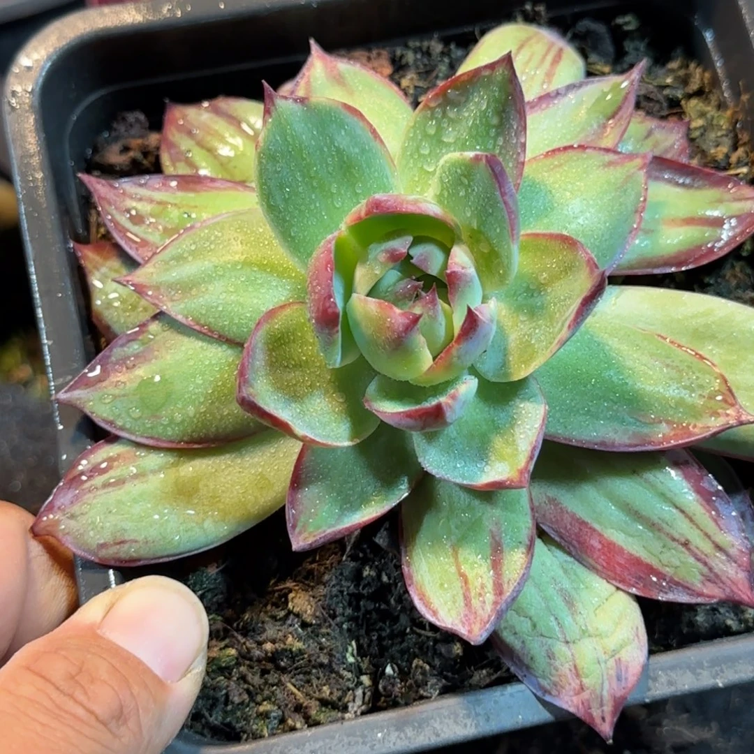 外翻惊鸿一物一拍包装收缩花旱