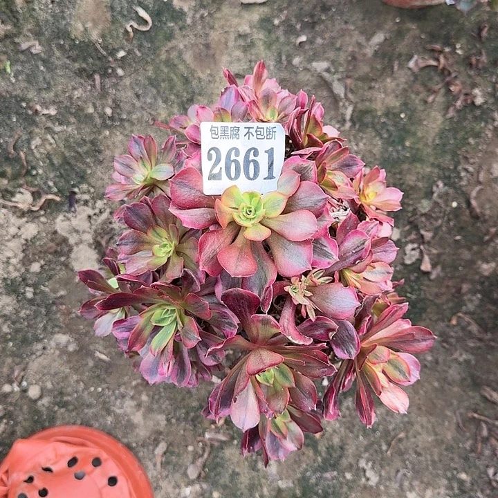 18-35法师桃夭2661